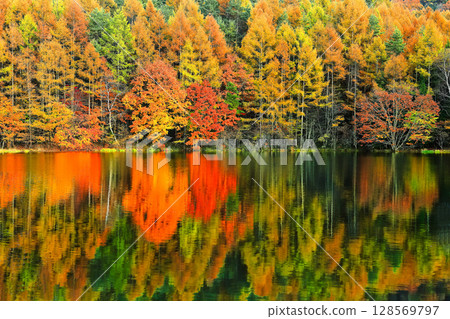 [長野縣] 三沙卡池的對稱秋葉 128569797