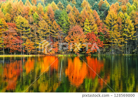 [長野縣] 三沙卡池的對稱秋葉 128569800