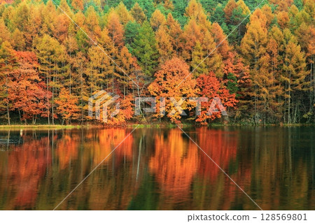 [長野縣] 三沙卡池的對稱秋葉 128569801