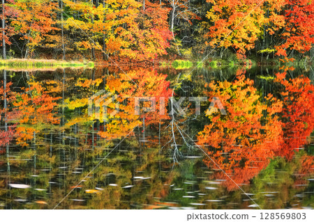 [Nagano Prefecture] Symmetrical autumn leaves at Mishaka Pond 128569803