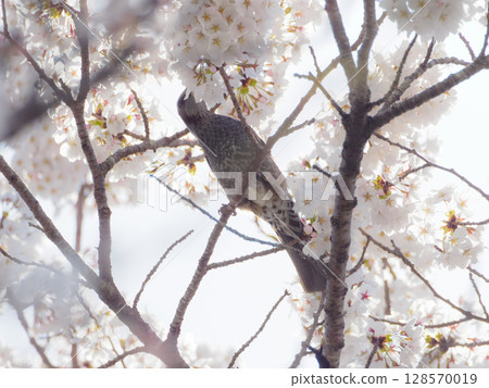 Cherry blossoms and bulbul 128570019