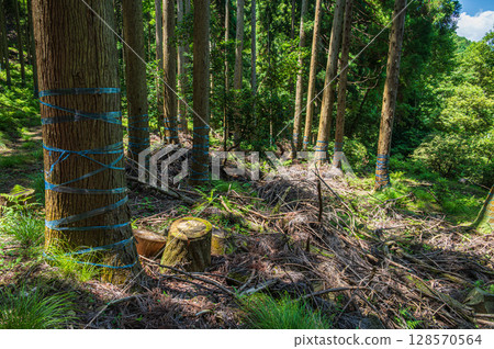 滋賀縣長濱市琵琶湖的針葉林 128570564