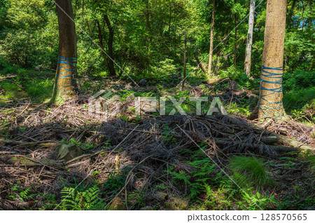 Coniferous forests of Lake Biwa in Nagahama, Shiga Prefecture Coniferous forests of Lake Biwa in Nagahama, Shiga Prefecture 128570565
