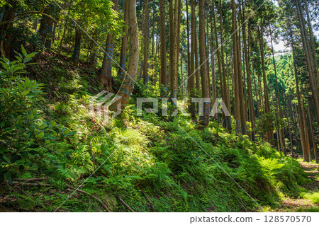 Coniferous forests of Lake Biwa in Nagahama, Shiga Prefecture Coniferous forests of Lake Biwa in Nagahama, Shiga Prefecture 128570570