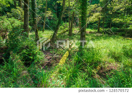 Fallen trees in the wetlands, Lake Biwa, Nagahama City, Shiga Prefecture 128570572