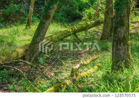 Fallen trees in the wetlands, Lake Biwa, Nagahama City, Shiga Prefecture Fallen trees in the wetlands, Lake Biwa, Nagahama City, Shiga Prefecture 128570575
