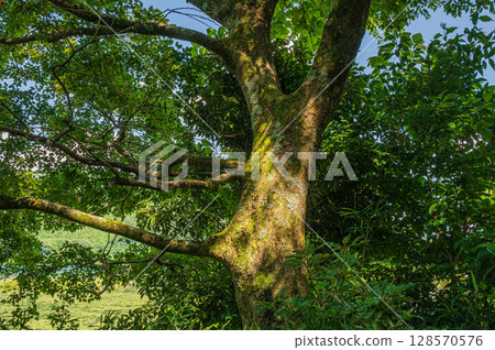 Sunlit tree, Lake Biwa, Nagahama, Shiga Prefecture Sunlit tree, Lake Biwa, Nagahama, Shiga Prefecture 128570576