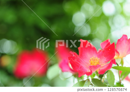 附近的玫瑰園 128570874