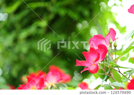 A rose garden in the neighborhood A rose garden in the neighborhood 128570890