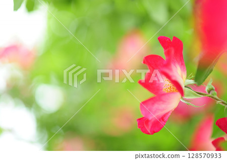 A rose garden in the neighborhood 128570933