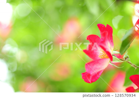 A rose garden in the neighborhood 128570934