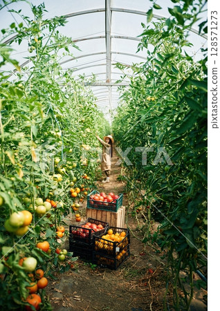 Process of harvesting. Little girl is in the garden with tomatoes 128571273