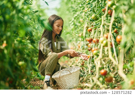 Side view, working. Little girl is in the garden with tomatoes 128571282