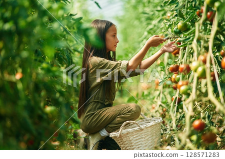 Side view, working. Little girl is in the garden with tomatoes Side view, working. Little girl is in the garden with tomatoes 128571283