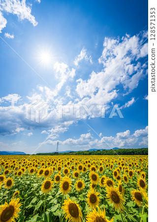 [Tokushima Prefecture] Sunflowers on Zennyuji Island 128571353