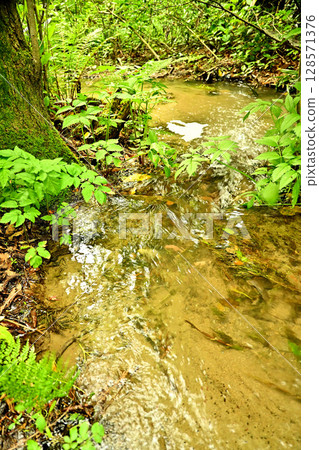 Sugisawa Cedars, Toyama Prefecture 128571376