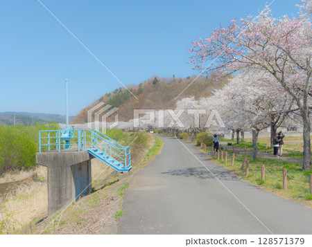 Cherry blossom trees in fine weather 128571379