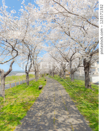 There are no people in the cherry blossom trees 128571382