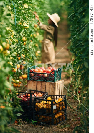 With bunch of tomatoes. Little girl is in the garden 128571432