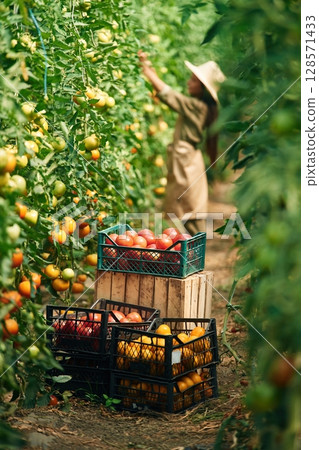 Conception of harvest. Little girl is in the garden with tomatoes Conception of harvest. Little girl is in the garden with tomatoes 128571433