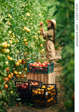 Conception of harvest. Little girl is in the garden with tomatoes Conception of harvest. Little girl is in the garden with tomatoes 128571434