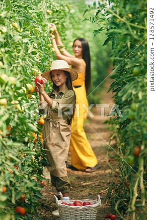 Helping mother. Woman and girl are in the garden with tomatoes together Helping mother. Woman and girl are in the garden with tomatoes together 128571492