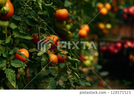 Close up view. Garden with fresh tomatoes at daytime Close up view. Garden with fresh tomatoes at daytime 128571523