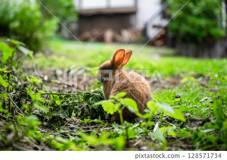 Cute brown rabbit sitting on green grass in backyard garden Cute brown rabbit sitting on green grass in backyard garden 128571734