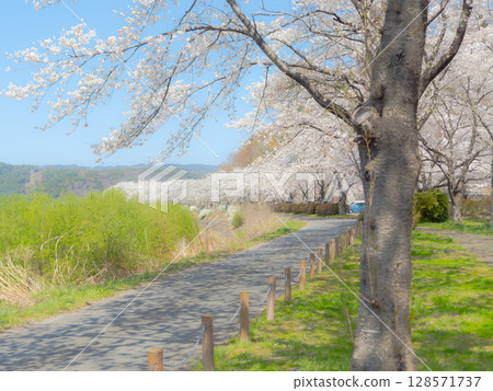 Taken at Nagasawagawa Sakurazutsumi Park when there were no people around 128571737