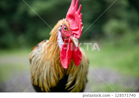 Close-up portrait of a rooster with red comb and wattles in farmyard setting 128571740