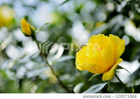 Yellow roses I saw in my neighborhood 128571868