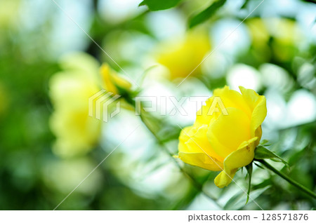 Yellow roses I saw in my neighborhood 128571876