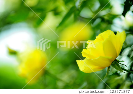 Yellow roses I saw in my neighborhood 128571877