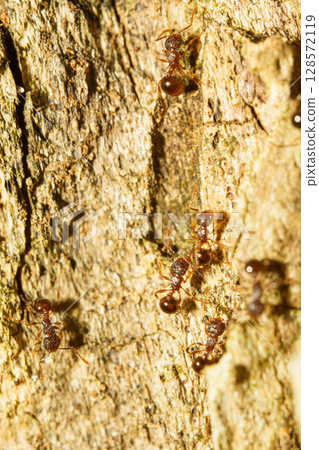 Small ants that build nests in trees 128572119