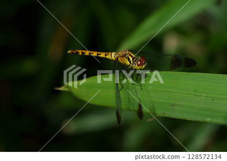 A red-veined butterfly resting on the grass A red-veined butterfly resting on the grass 128572134