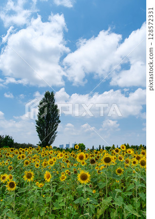Sunflower field and clouds 128572331