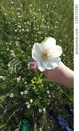 Hand Holding Delicate White Flower in a Meadow Filled with Wildflowers, Summer Beauty Hand Holding Delicate White Flower in a Meadow Filled with Wildflowers, Summer Beauty 128572395