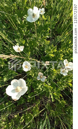 Delicate White Anemone Flowers Blooming in a Lush Green Meadow, Springtime Tranquility Delicate White Anemone Flowers Blooming in a Lush Green Meadow, Springtime Tranquility 128572397