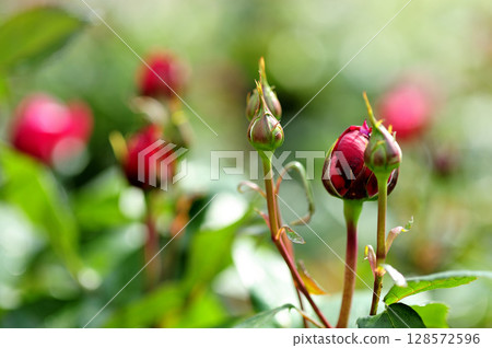玫瑰花園裡的花 玫瑰花園裡的花 128572596