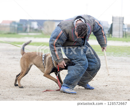 training of belgian shepherd 128572667