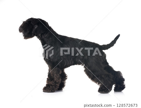 black miniature schnauzer in studio black miniature schnauzer in studio 128572673
