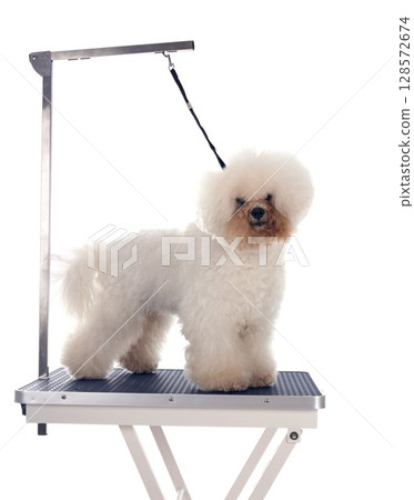 grooming table in studio grooming table in studio 128572674