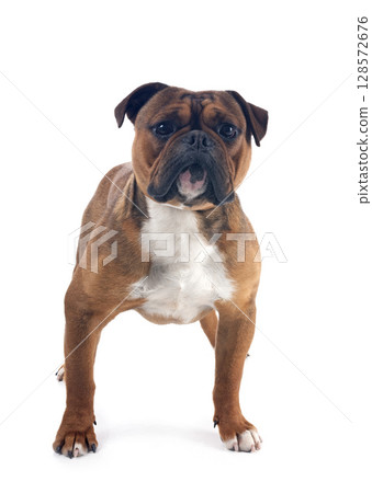 continental bulldog in studio continental bulldog in studio 128572676