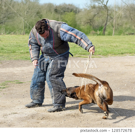training of belgian shepherd 128572678