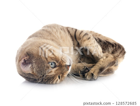 bengal cat in studio 128572685