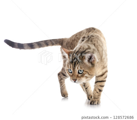 bengal cat in studio 128572686
