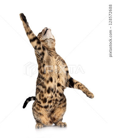bengal cat in studio 128572688