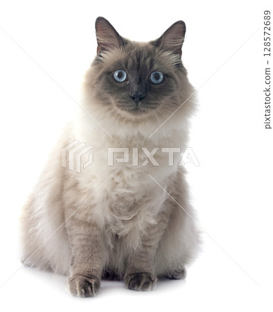 siberian cat in studio siberian cat in studio 128572689