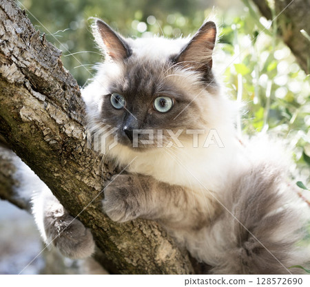siberian cat in garden 128572690