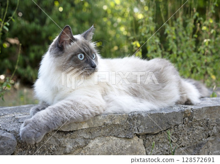 siberian cat in garden 128572691